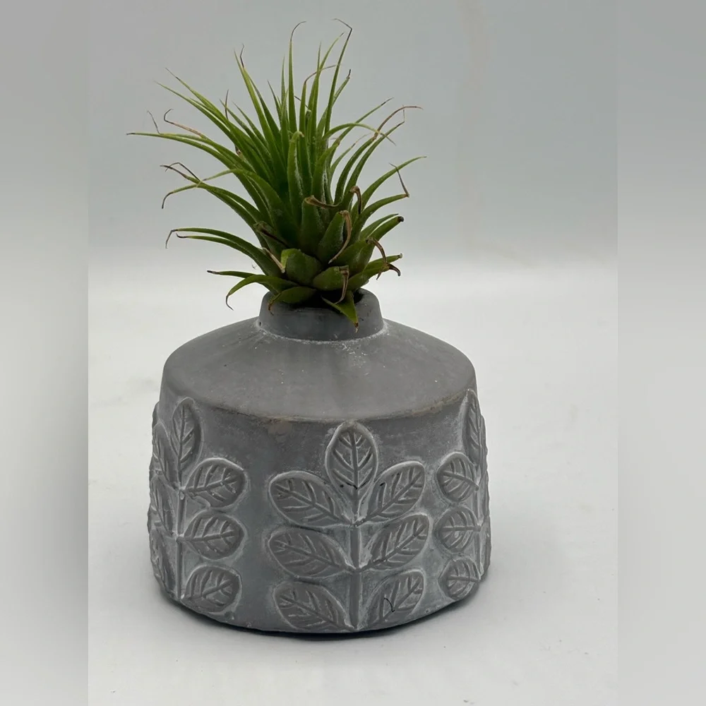 Modern Boho Live Air Plant - Grey Leaf Relief Concrete Pot